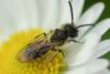 Andrena sp.